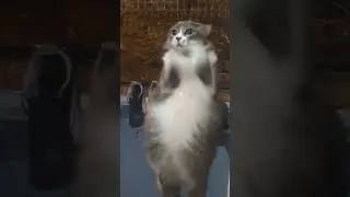 В место беговой дорожки 😅#shorts#топ#красота #котики #пузатый #ушастые