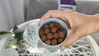 Бомбавские КАМНИ от них у орхидеи  КОРНЕЙ ПОЛНЫЙ Горшок/ ОТДЕЛЯЮ ДЕТКУ ОТ ПНЯ