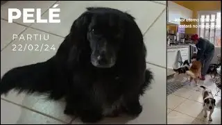 Pelé - le Petit Héros Chien du Parc