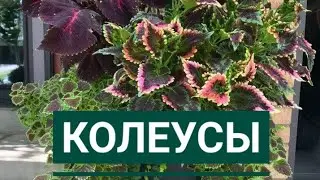 Колеусы на юге.