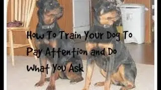 How To Train Your Dog To Pay Attention And Do What You Ask