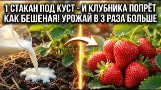КЛУБНИКА БУДЕТ РАЗМЕРОМ С ЛАДОНЬ — СДЕЛАЙ ЭТО ОДИН РАЗ!
