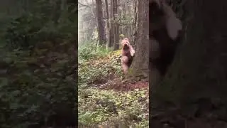 Best quality video of Big Foot 2022 