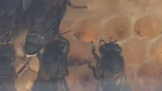 Beehive/ How Bees build their hive / Inside the Beehive