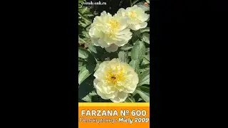 Пион Farzana / Сад Ворошиловой #shorts #farzana #садворошиловой #цветы #пионы #peony