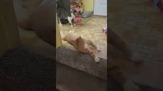 terror, in the fur