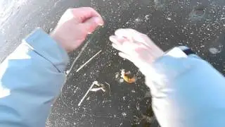 Ловля окуня на балду (яйца)