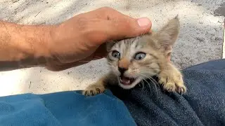 This sweet little kitten's reaction was amazing ! 🐾😻