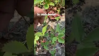 Wild strawberries are amazing!   
