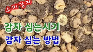 감자심는시기 감자심는방법  감자심는간격  , 심는깊이  21년 봄 감자심는 영상입니다