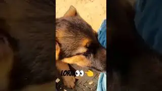 Lora German shepherd||Ritik dog kennel||#shorts #shortsfeed #dog #germanshepherd #ritikdogkennel