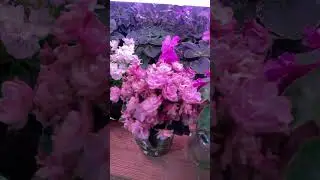 Отправка почтой фиалок по России.
