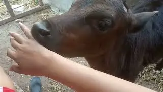 Cow licking feet viral video 🥰🥰🥰 