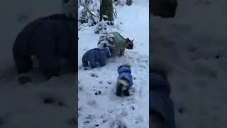 За 2 дні скучили за лісом! На прогулянку!