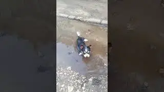 Давайте знакомится! Бублик. #биверйорк🔥🔥🔥