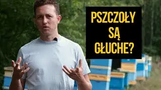 Czy pszczoły są głuche? Robienie hałasu podczas rójki to MIT!