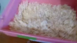 Уборка в клетке хомячка❤❤🐹