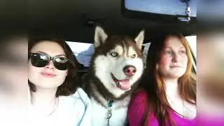Хаски Юджи: