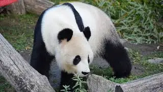Zoo Vienna Compilation