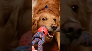 Who's The Stronger? 💪 |  Golden Retriever 