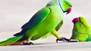 love ringtone 2022//sms ringtone//notification 2022//new ringtone massage 2022