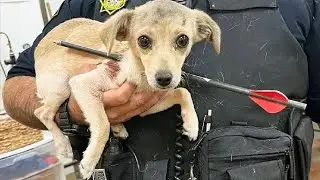 The woman heard loud crying on the street, and when she saw the puppy, she was shocked!