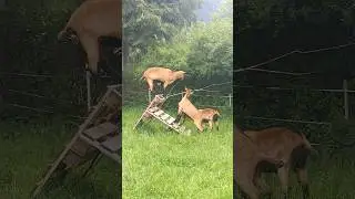 Drei Böcke 🐐 🐐 🐐 für 🐜 Anton (aus Tirol)
