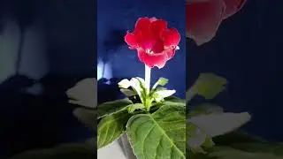 Первая в этом году Глоксиния 😍 