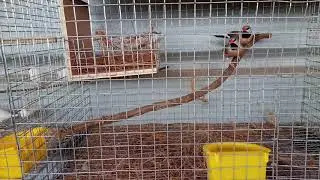 Doves and finches breeding setup