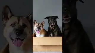 Got Plushies Made To Look Like My Dogs! | MyPetsies©