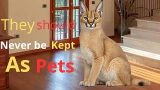 10 Wild Animals People Should Never Keep As Pets