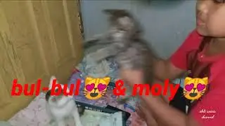 Kucing lucu