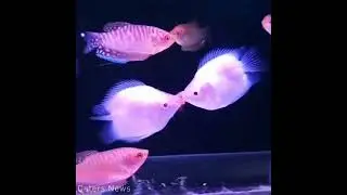 Fish kissing 🥺#Shorts