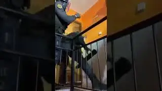 полицейские не могут сломать дверь 😂😂😂😂