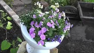 Garden update 30-05-23