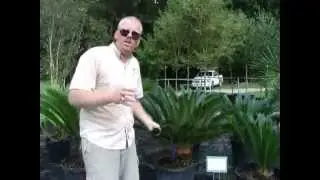 Cold Hardy Palms