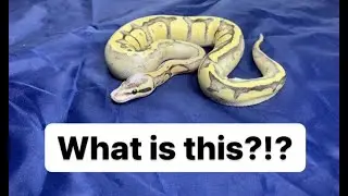 What is My Ball Python Morph?