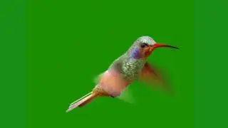 birds green screen status video