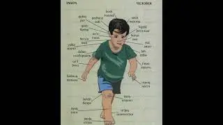 Rus tilida inson tana azolarini aytishni örganamiz!