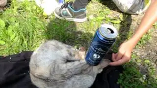 Пьяный кот