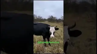 #жизньназемле
