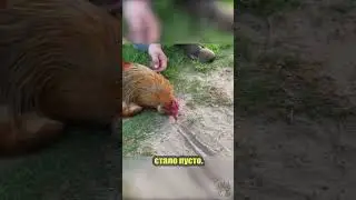 Гипноз курицы 