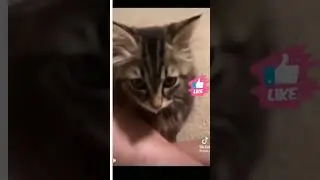 Cute and Funny Animal 2023 | #shorts #shortsvideo #motivation