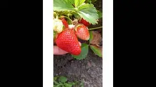 Покупала как Азию....а пишут ,что это не она🤔Подскажите что за сорт?🤔🙏