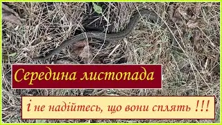 Середина листопада, а вони не сплять... #змія #гриби