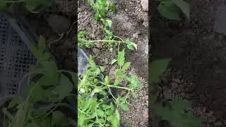 Розовый гигант рассаживаем рассаду томатов только таким способом