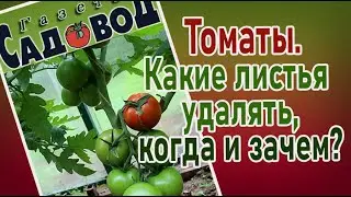 Томаты. Какие листья удалять, когда и зачем?