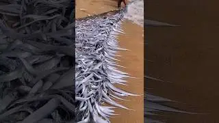 Amazing Fish 😱