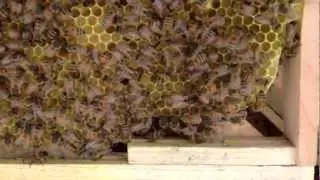 rare apis cerana japonica varroa mite resistant Japanese honey bees with it's queen