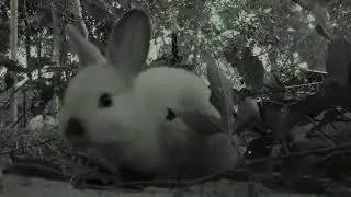 Newsreel Footage Planetkind Post W.W. 2